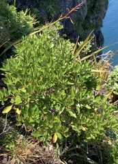 Brachyglottis kirkii