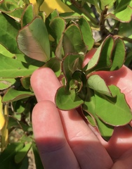 Brachyglottis kirkii