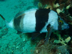 Pseudogoniistius nigripes