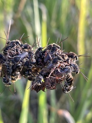 Lipotriches australica