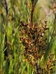 Dracophyllum longifolium
