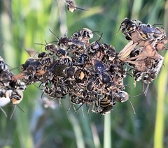 Lipotriches australica