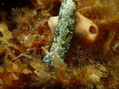 Hypselodoris saintvincentius