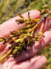 Dracophyllum longifolium