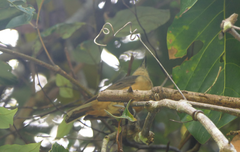 Colluricincla boweri