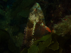 Notolabrus parilus
