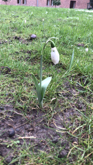 Galanthus elwesii