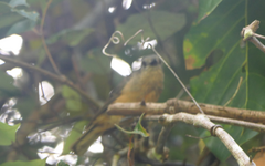 Colluricincla boweri