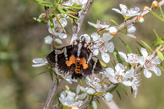 Hecatesia fenestrata