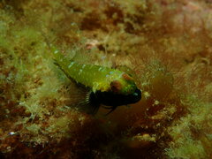 Helcogramma decurrens