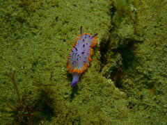 Mexichromis macropus