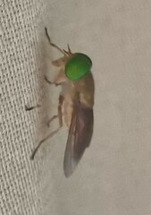 Tabanidae