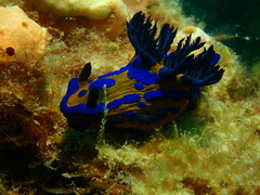 Tambja verconis