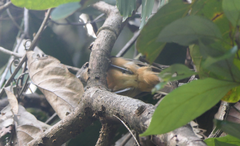 Colluricincla boweri