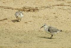 Calidris alba