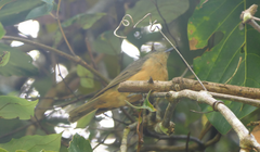 Colluricincla boweri