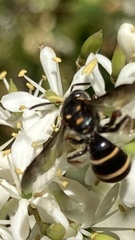 Lasioglossum peraustrale