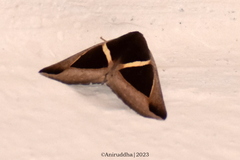 Chalciope mygdon