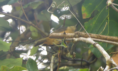 Colluricincla boweri