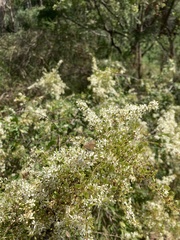Lasioglossum peraustrale