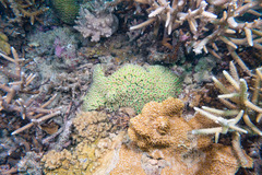 Galaxea fascicularis