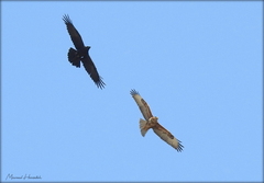Buteo rufinus