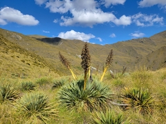 Aciphylla aurea