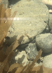 Acanthoclinus fuscus