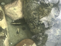 Acanthoclinus fuscus