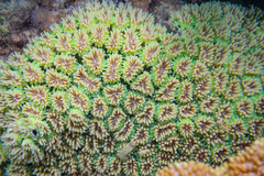 Galaxea fascicularis