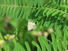 Theclinesthes miskini