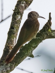 Lepidocolaptes souleyetii