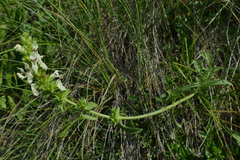 Stachys recta