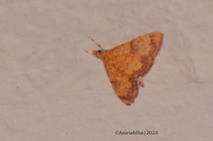 Isocentris filalis