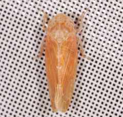 Thamnotettix exemtus