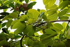 Bronchocela cristatella