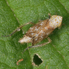 Errastunus ocellaris