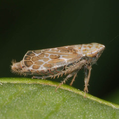 Errastunus ocellaris
