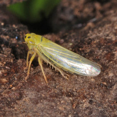 Cicadula quadrinotata