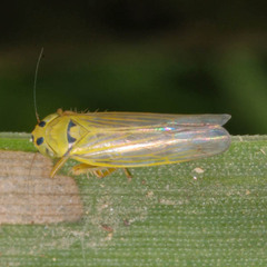 Cicadula quadrinotata