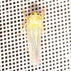 Cicadula quadrinotata