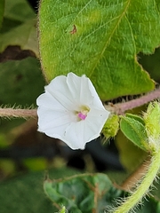 Ipomoea biflora