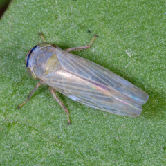 Limotettix striola