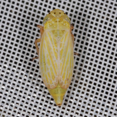 Graphocraerus ventralis