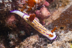 Hypselodoris