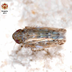 Maiestas schmidtgeni