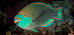 Singapore Parrotfish photo 4