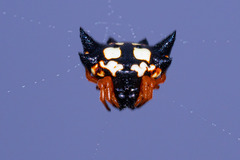 Gasteracantha sacerdotalis