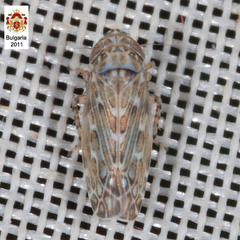 Maiestas schmidtgeni