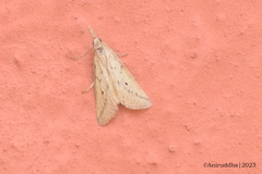 Scirpophaga